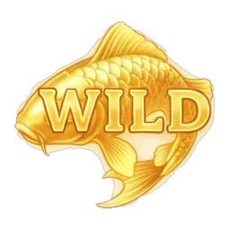 Golden koi wild
